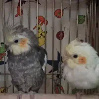 پرنده عروس هلندی