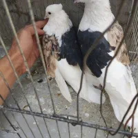 ماده شوقیلی