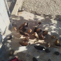 مرغ خروس جوجه مرغ|حیوانات مزرعه|یاسوج, |دیوار