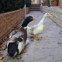 دو عدد اردک