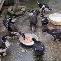 اردک اسرائیلی سالم ۷ماهه