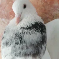 طوقی نر|پرنده|مسجد سلیمان, |دیوار