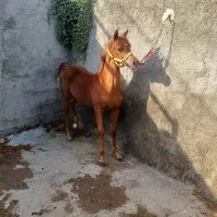کره اسب مدیون