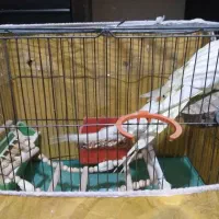 عروس هلندی|پرنده|اصفهان, سرچشمه|دیوار