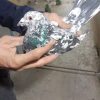 کفترسرورپرشی مسافتی