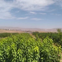 نهالستان شرق ایران