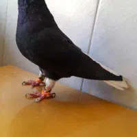 ۵ تا کفتر|پرنده|تربتحیدریه, یحیی آباد|دیوار