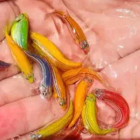 ماهی زینتی|ماهی|سبزوار, پیام|دیوار