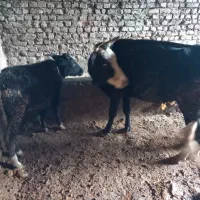 گاو|حیوانات مزرعه|گرگان, |دیوار