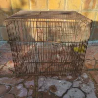 قفس قناری و مرغ عشق|لوازم جانبی حیوانات|فریدون‌کنار, |دیوار