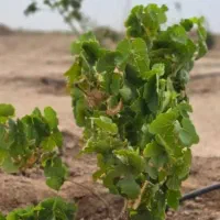 فروش زمین باغ دارای استخر و اصطبل اسب|فروش زمین و ملک کلنگی|مسجد سلیمان, |دیوار
