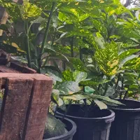 درختچه اکوبا|گل و گیاه طبیعی|رودسر, |دیوار