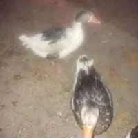 غاز|حیوانات مزرعه|مرودشت, بیست متری بیمارستان|دیوار