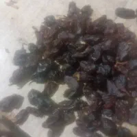 کشمش فروشی انصاری انواع مختلف کشمش|عمده‌فروشی|تاکستان, |دیوار