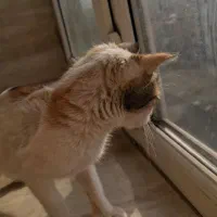 واگذاری رایگان|گربه|قم, شاه سید علی|دیوار