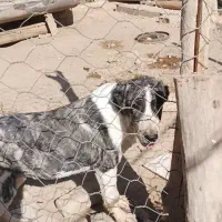 سگ توله|حیوانات|فیروزه, |دیوار