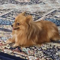 سگ پامر|سگ|یزد, |دیوار