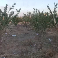 باغ هلو و زردآلو دوتا آلوبالو یک عدد گردو وگل سرخ