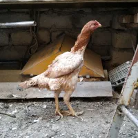 فروش مرغ لاری اصیل برای نژاد