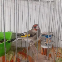 دوعددسهره نر جفتش باهم