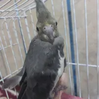 جوجه عروس هلندی