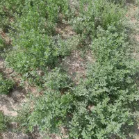 زمین کشاورزی روستای پیری بنیاد|فروش دفتر صنعتی، کشاورزی، تجاری|زابل, |دیوار