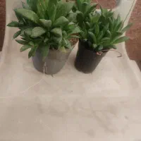 فروش گیاه اپارتمانی