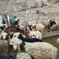 بره نر درجه یک|حیوانات مزرعه|سمیرم, |دیوار