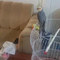 قفس پرنده