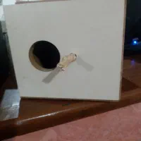 لونه کوتوله وعروس