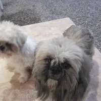 سگ شیتزو کراس فلت عروسکی سفید