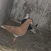 کفتر|پرنده|کهریزک, |دیوار