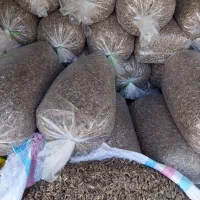 تخمهs400 کانادایی درجه یک درشت