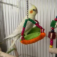 عروس هلندی