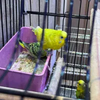 مرغ عشق مولد با جوجه|پرنده|رشت, شالکو|دیوار