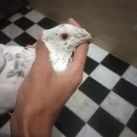 ساعت و کفتر معاوضه|ساعت دیواری و تزئینی|قائن, |دیوار