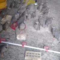 بلدرچین وگلین|حیوانات مزرعه|مرودشت, رودبال|دیوار