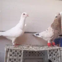 کله هما هفرنگ و بغدادی