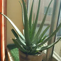 گل الوئه ورا