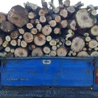 درخت باغ چوب وبیشه  چنار گردو وتیرخشگ را خریدارم