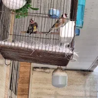 جفت سهره نرو ماده
