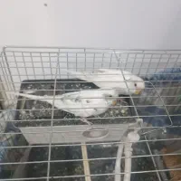 مرغ عشق مولد|پرنده|پاکدشت, پاکدشت (مامازند)|دیوار