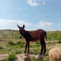 اولاغ گله