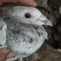 کبوتر ماده سار....|پرنده|بیرجند, |دیوار