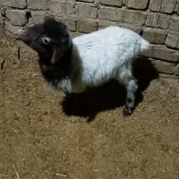 بره شیری 5ملیون|حیوانات مزرعه|قلقل رود, |دیوار