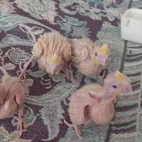 جوجه عروس هلندی لوتینو|پرنده|تهران, مسعودیه|دیوار