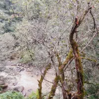 کلبه سوییسی