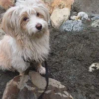 واگذار ی سگ نژاد تریر