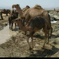 شیرشتر|خوردنی و آشامیدنی|قم, شاه سید علی|دیوار