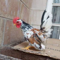 مرغ خروس جاپنیز بانتام